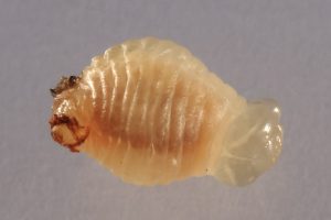larve gallische feldwespe